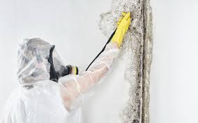 Best Environmental Consulting for Mold Prevention  in USA